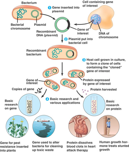Genetic Engineering of Animal Cells - ABHIJIT DEBNATH